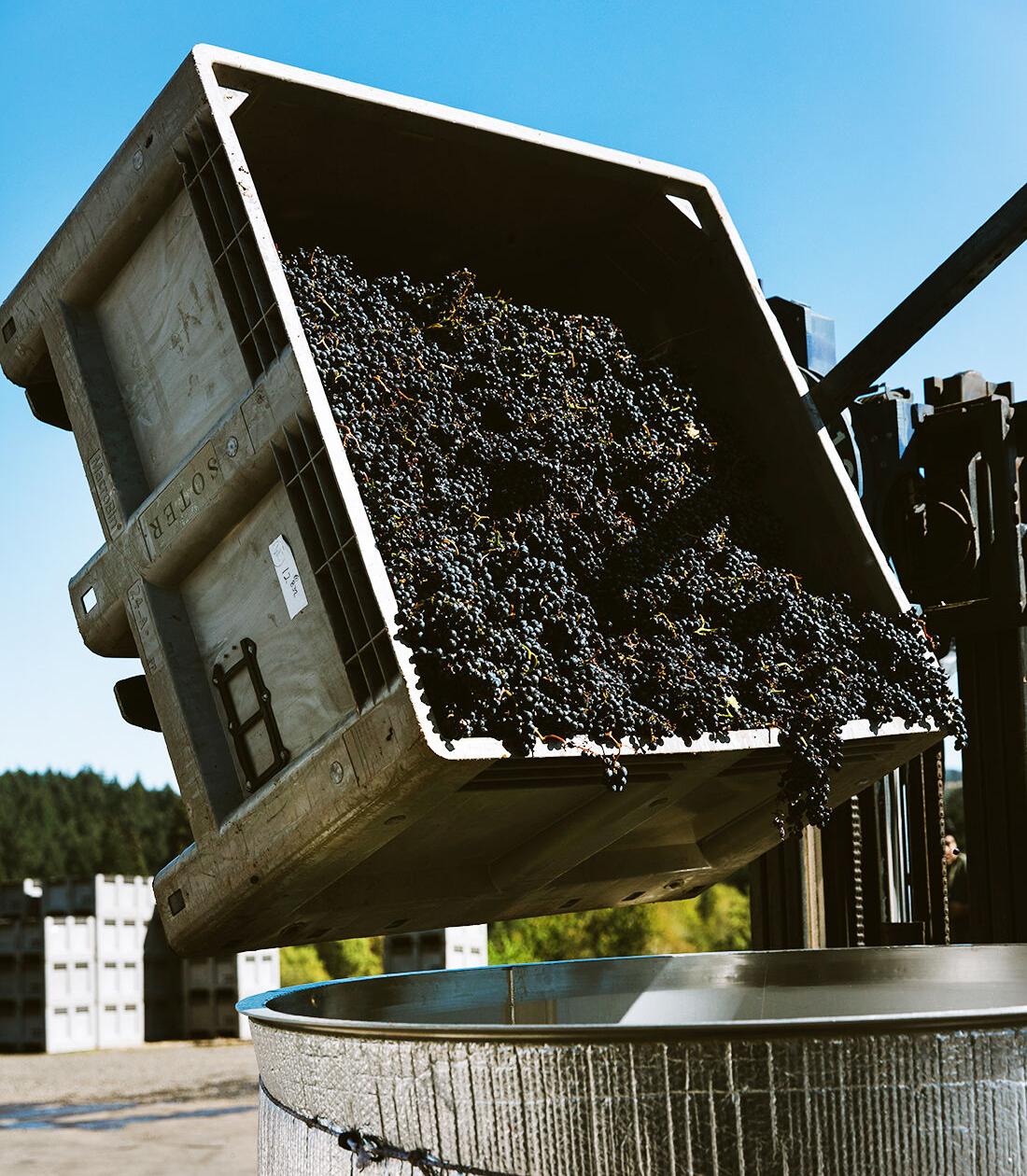 Grape harvest